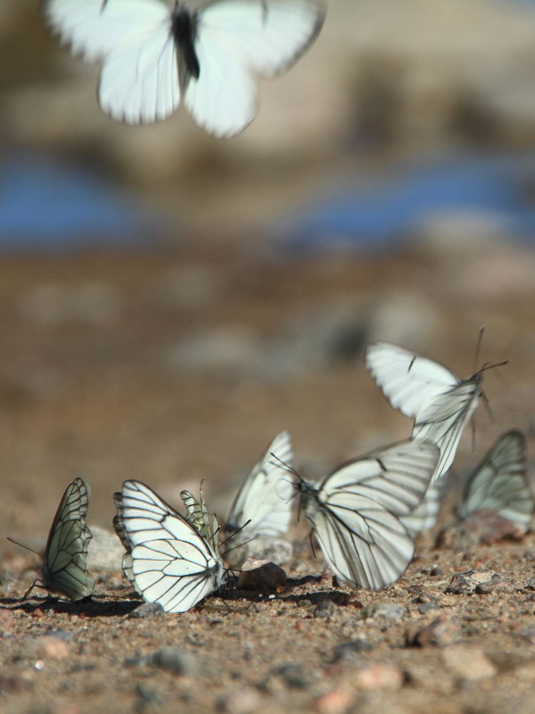 Фотография автора Анастасия Зверева