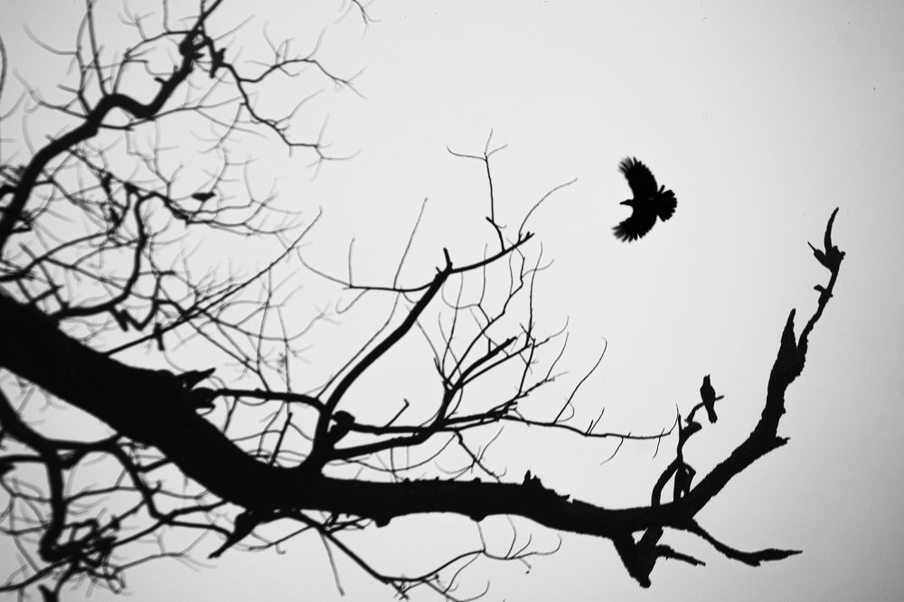 Photograph by Muhaiminur Rakib