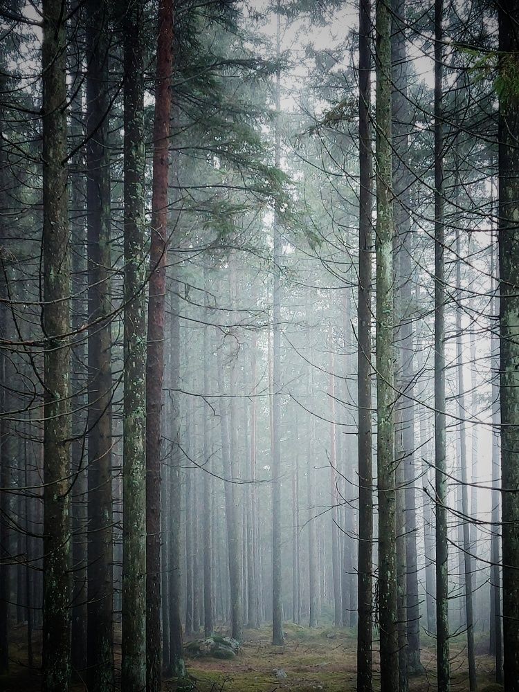 Фотография автора Alina Filimonova