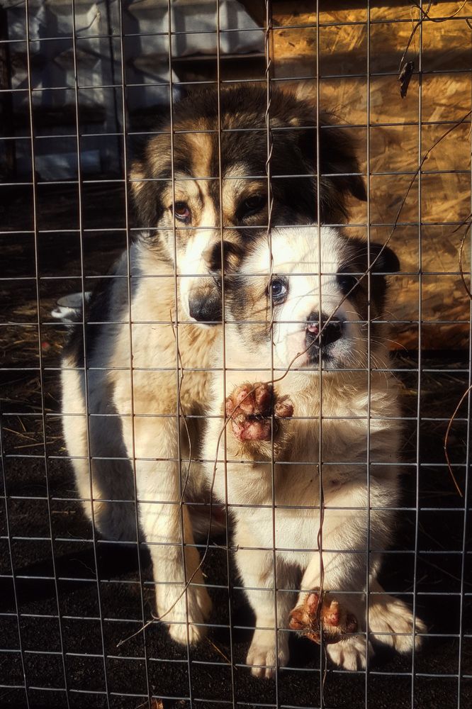 Photograph by Сергей Пестерев