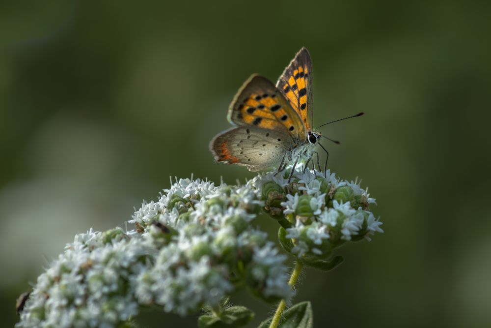 Photograph by Bahir DIBEKOGLU