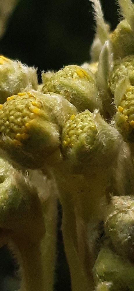 Frailejón