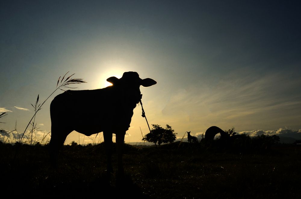 Photograph by NINO ONTAL