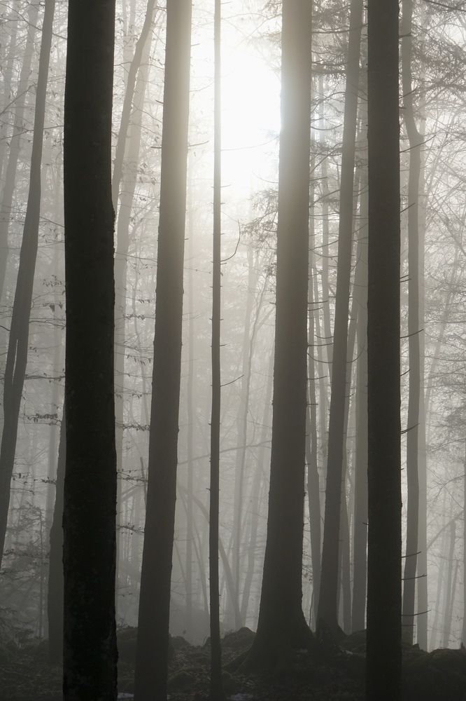 Фотография автора Liudmila Kiermeier