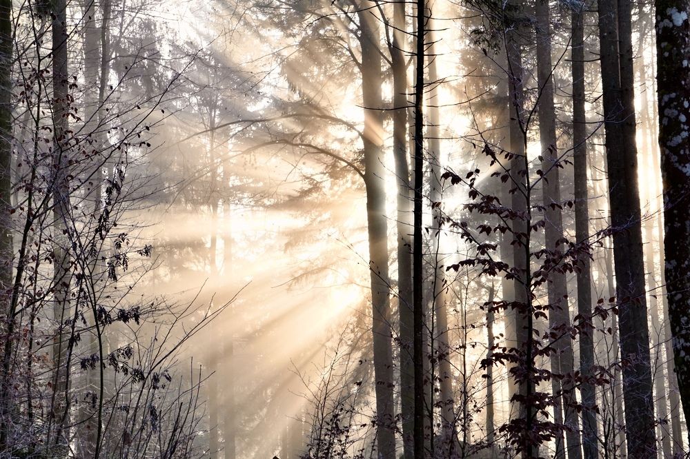 Фотография автора Liudmila Kiermeier