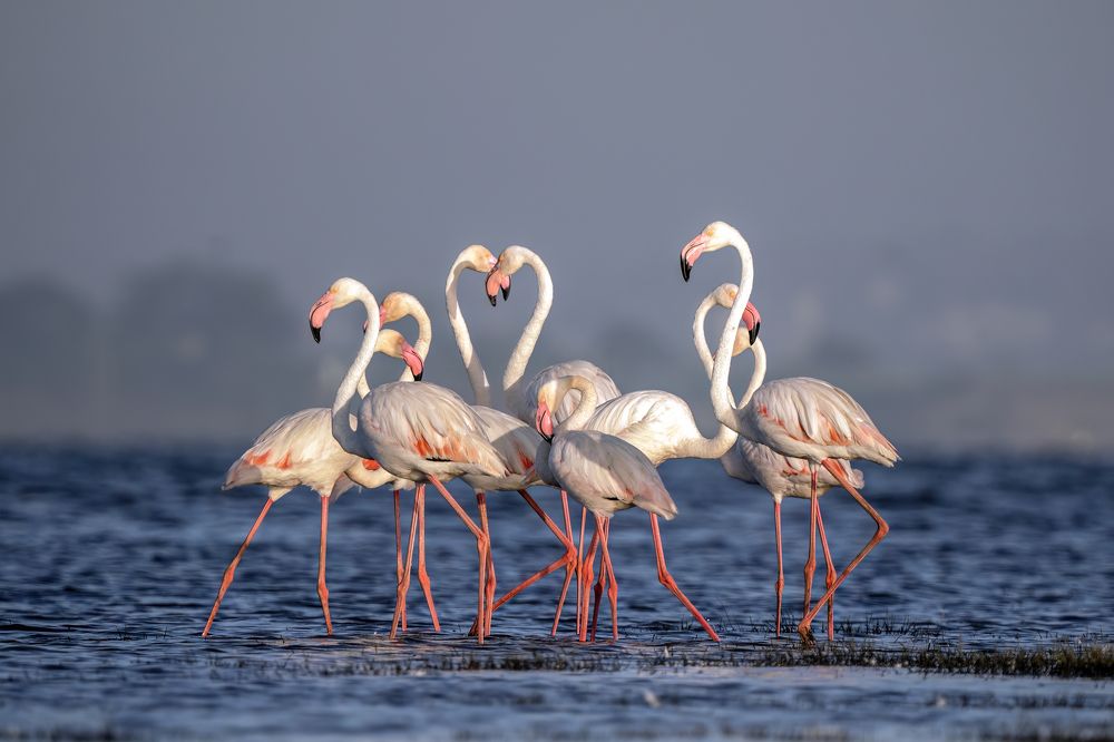 Photograph by Gurvinder Chhabra