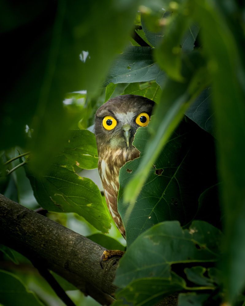 Photograph by Sudip Biswas