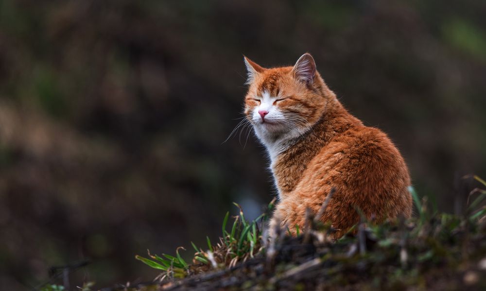 Photograph by Владимир Безбородов