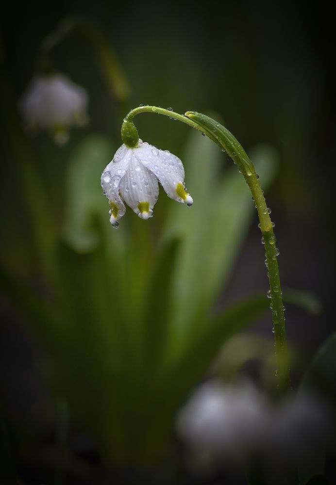 Весны творенье.