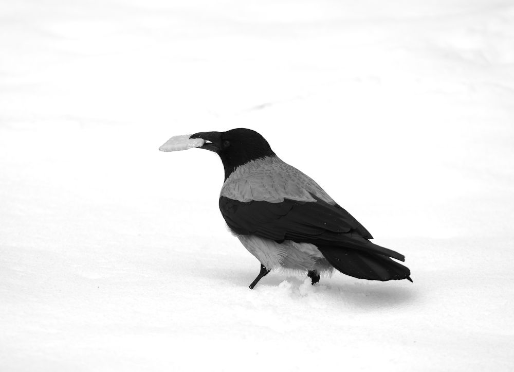 Photograph by Станислав Вершинин