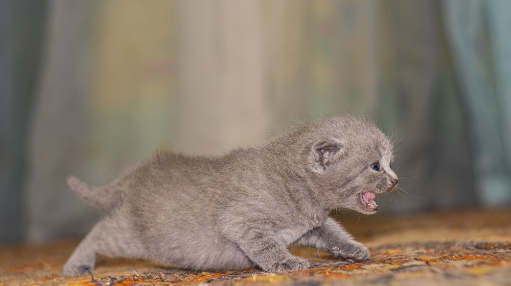 Фотография автора Сергей Мурашов