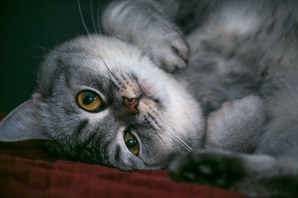 Photograph by Оксана Ижицкая