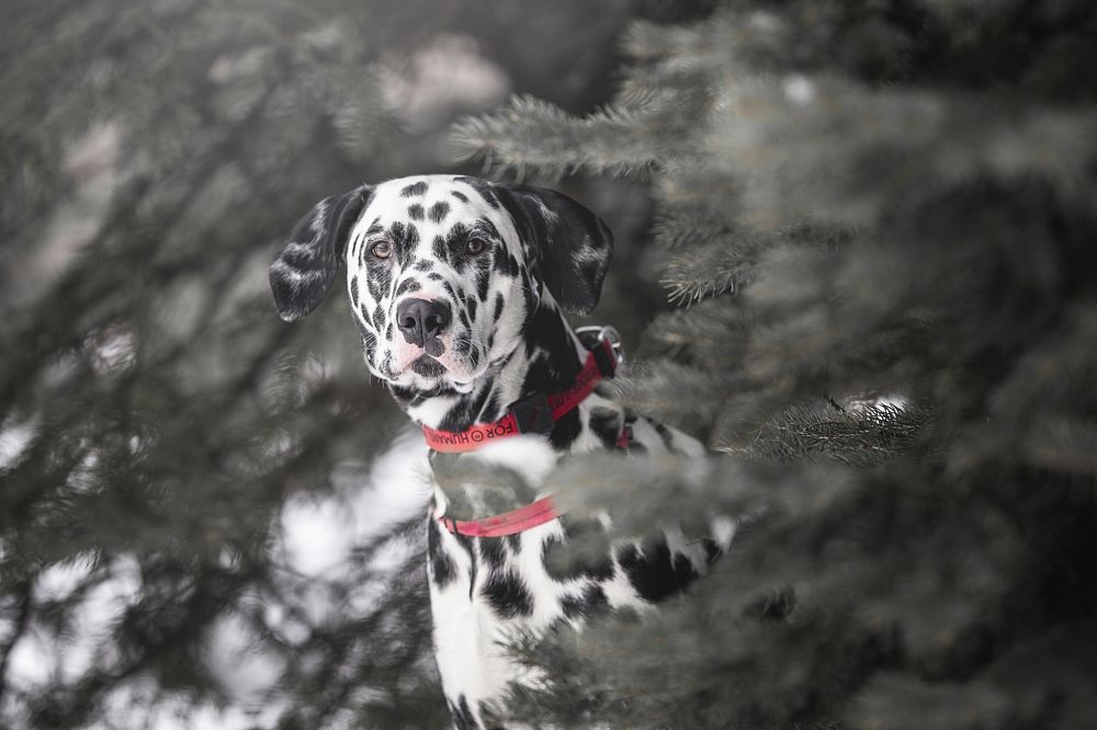 Photograph by Мария Романова