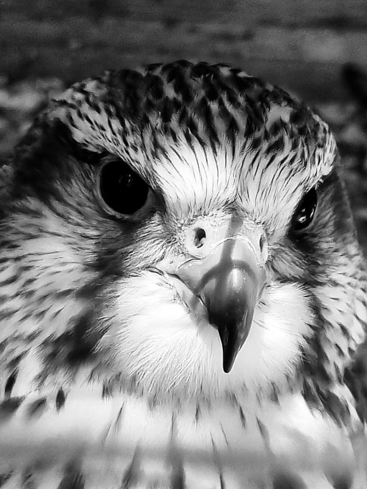 Photograph by Ольга