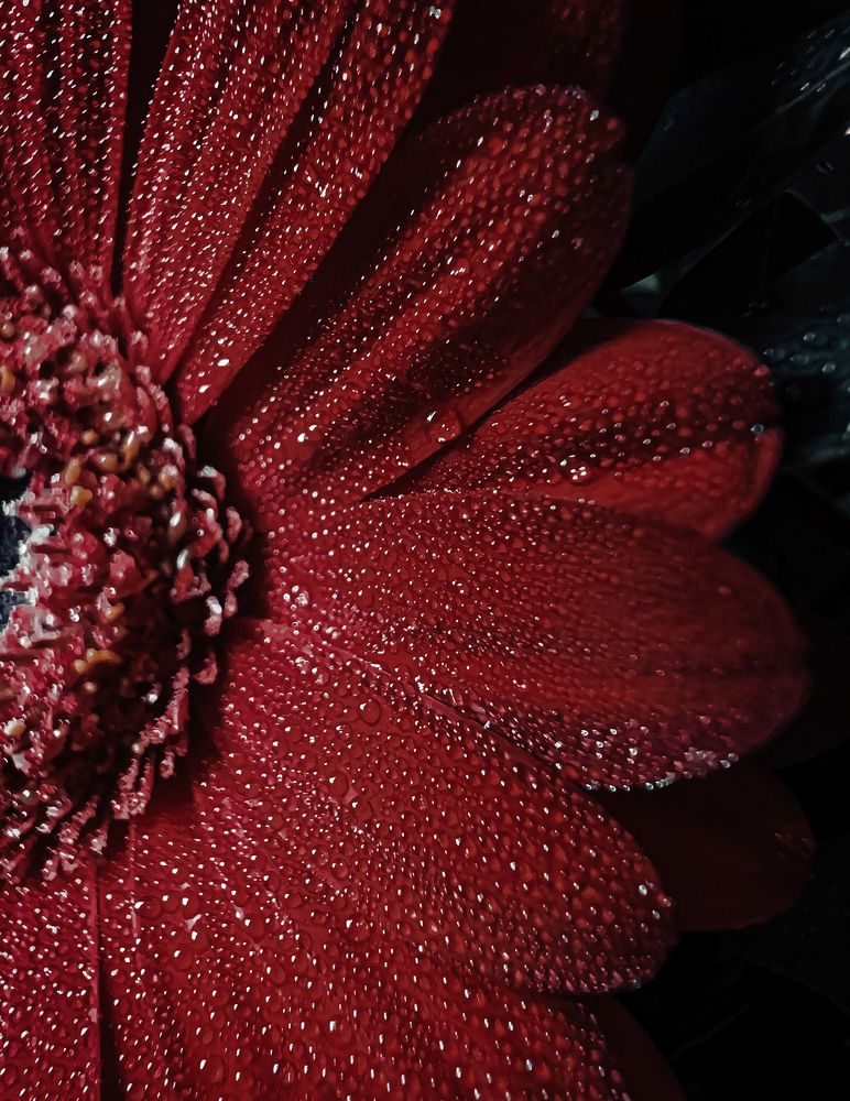 Photograph by Ganna Lobodenko