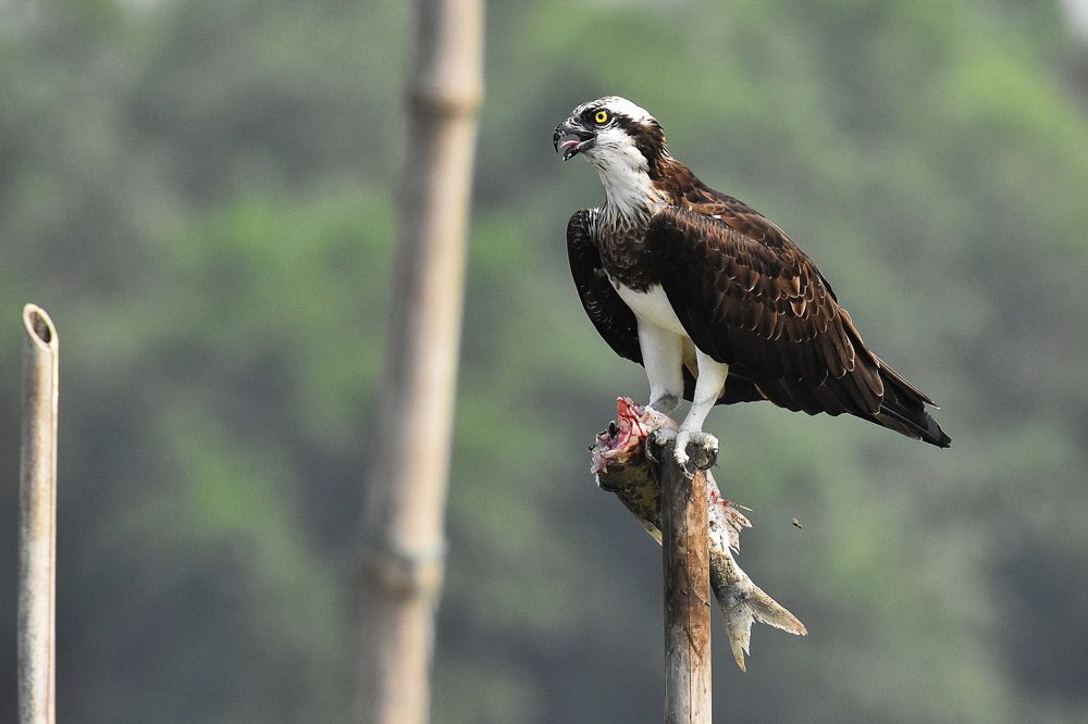 Photograph by Shankha Debnath