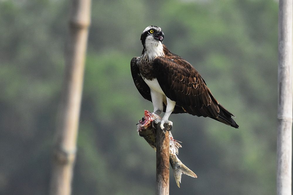 Photograph by Shankha Debnath