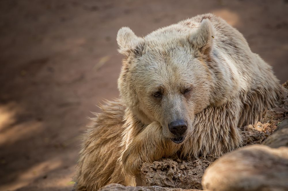 Фотография автора Nikolay Tatarchuk
