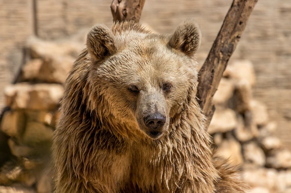 Фотография автора Nikolay Tatarchuk