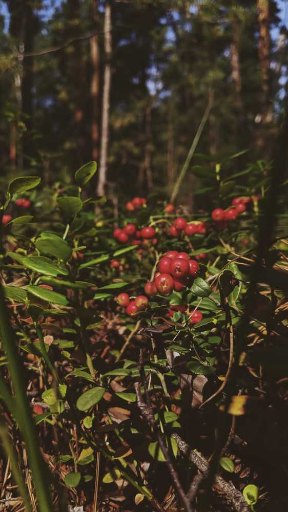 Photograph by Наталья Воронина