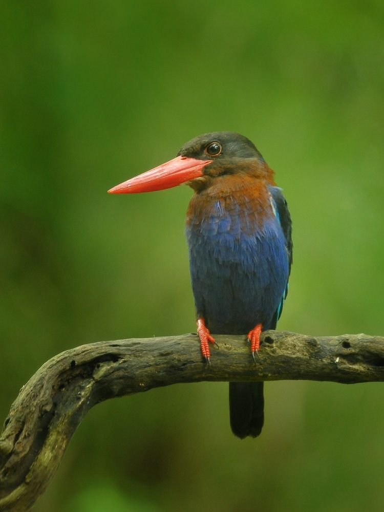 Photograph by Ines Wasi