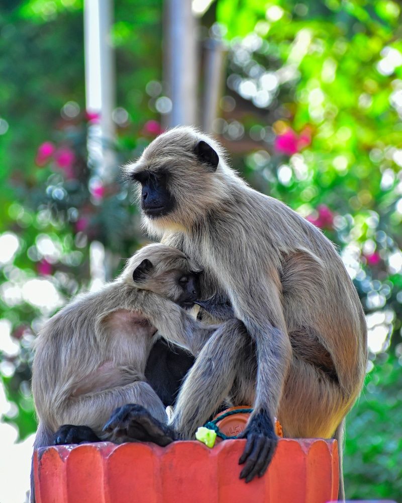 Photograph by SAIKAT PAL