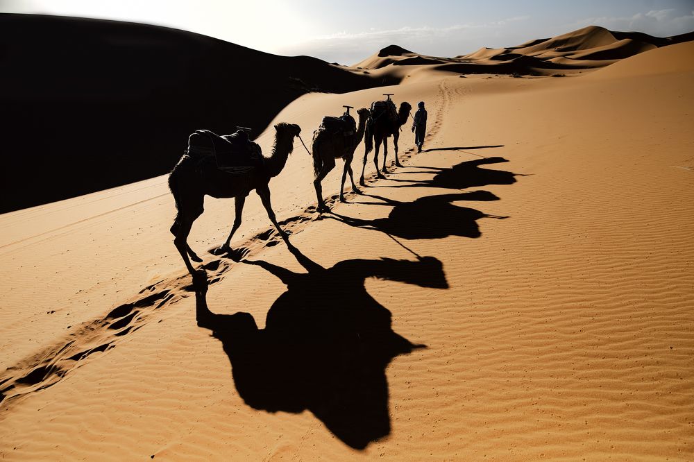 Develer ve Gölgeler