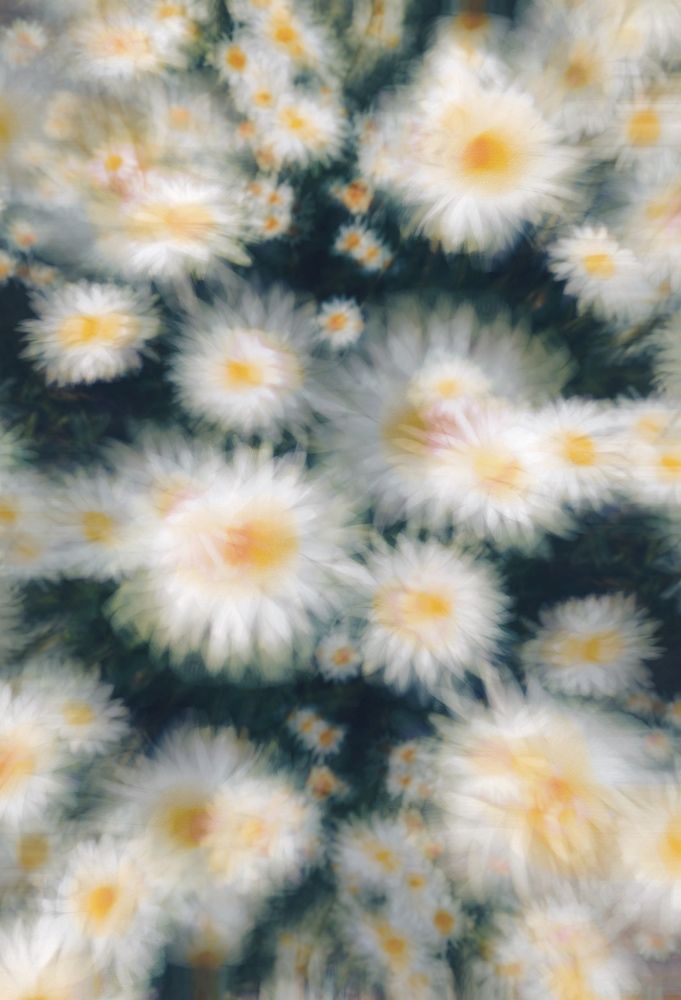 “Ромашковое Поле»