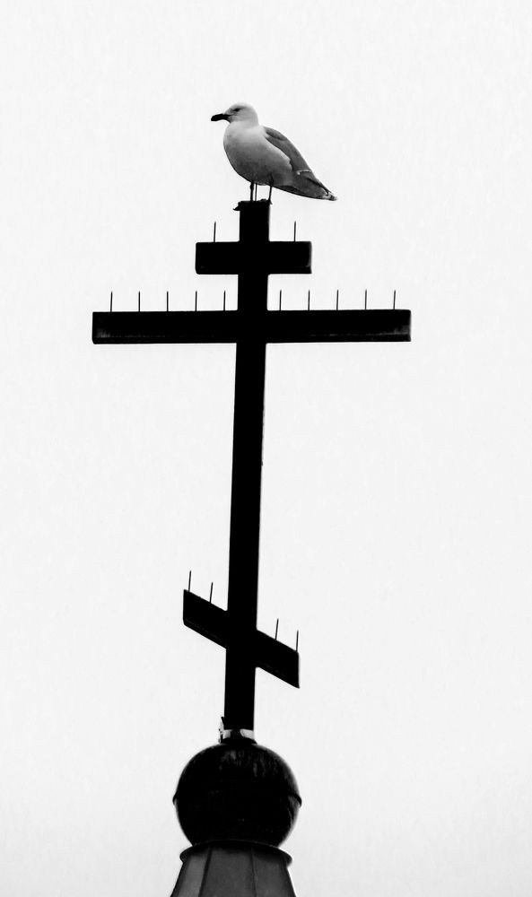 Seagull on the cross