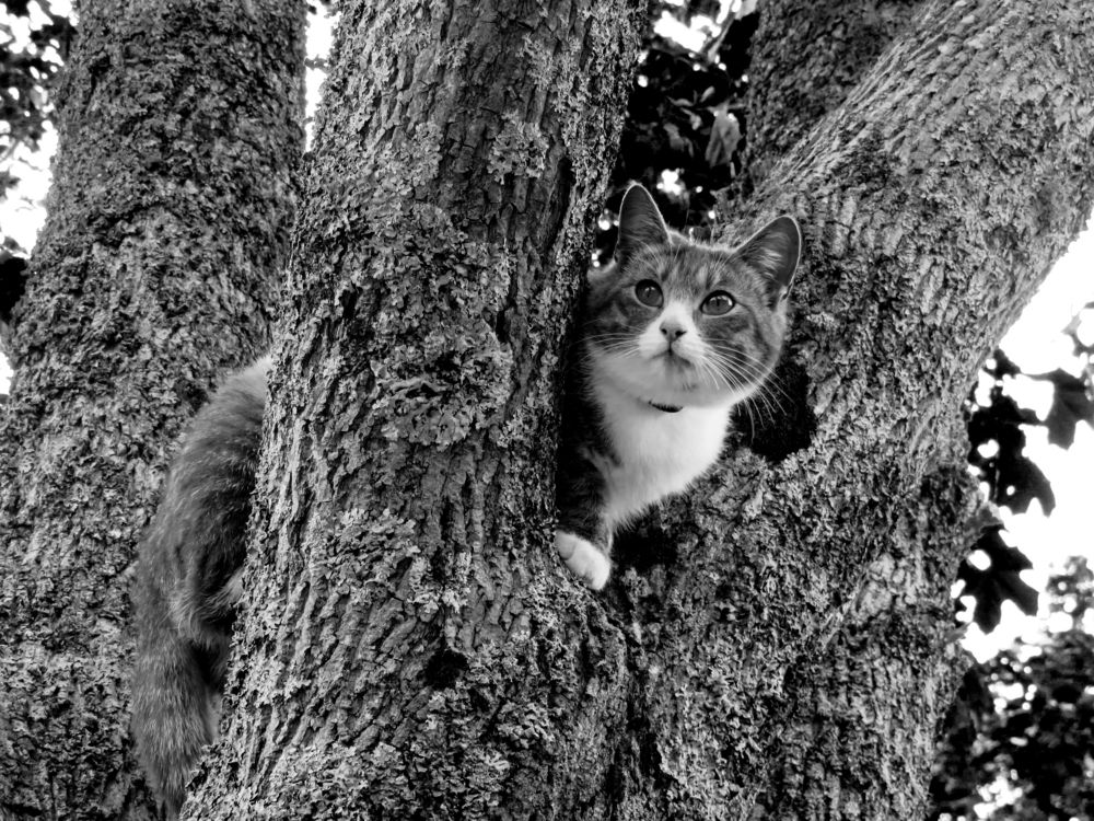 Cat in the tree