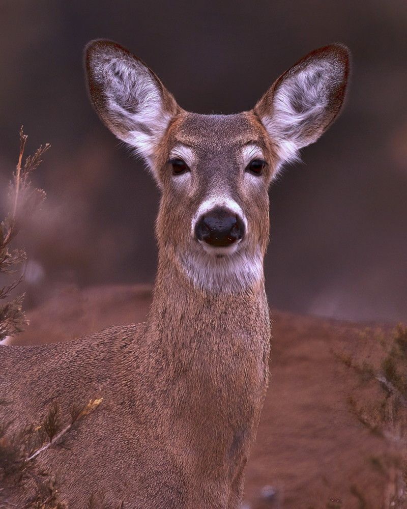 White-tailed deer