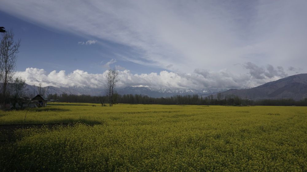 Photo By Nisar Ul Haq Allaie