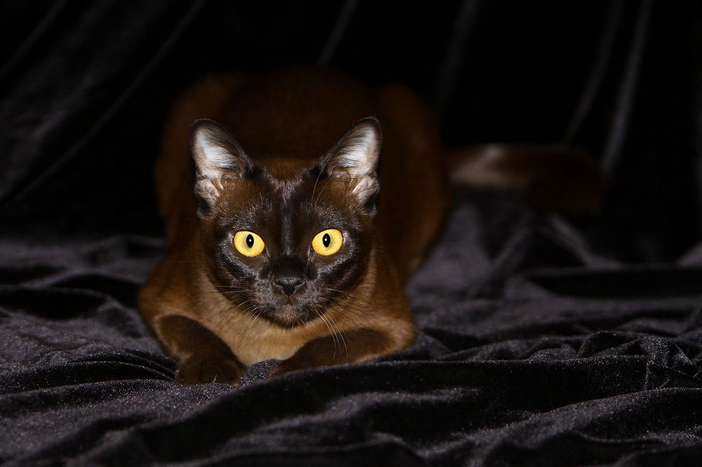 Фотография автора Надежда Лисицына