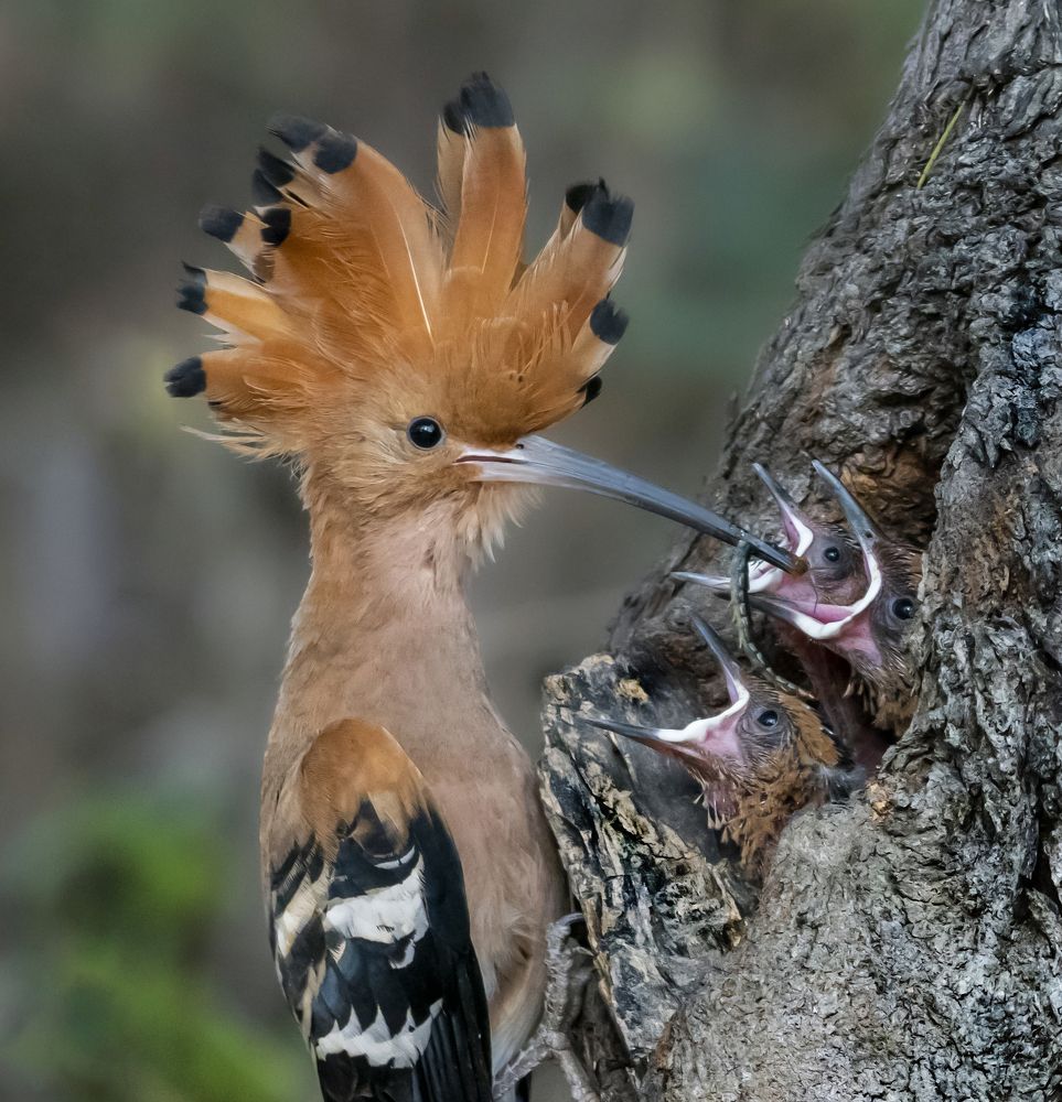 Photograph by Ha Cao Thi Thanh