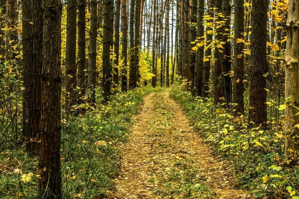 Осенняя тропа