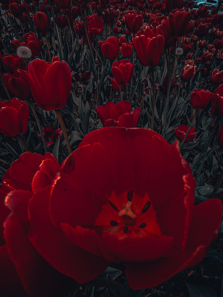 Photograph by Юлия Реутова