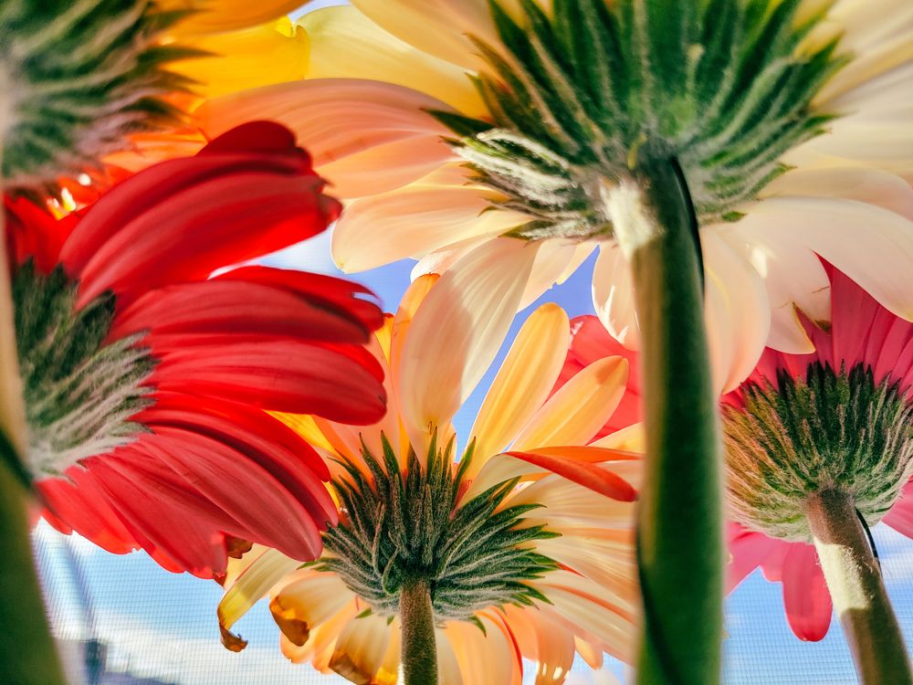 Photograph by Nikka Shvedoff