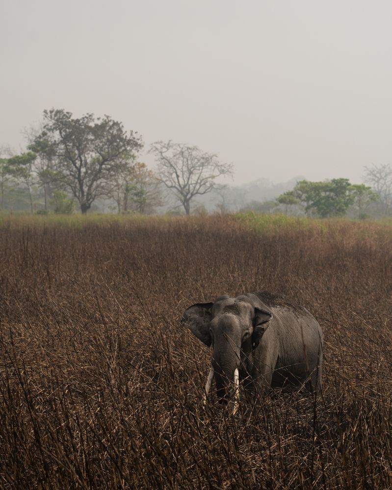 Photograph by Pinak Paul