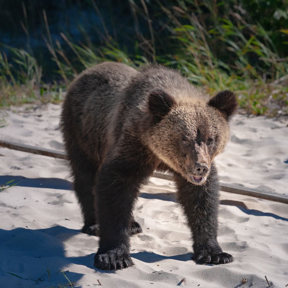 Photograph by Трофимов Алексей