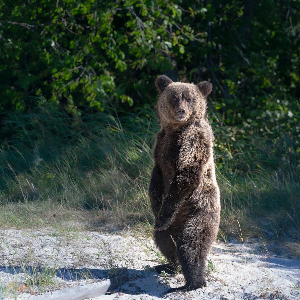 Photograph by Трофимов Алексей