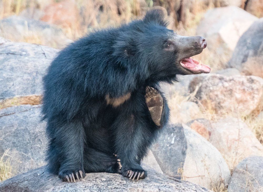 Photograph by Ranjith Kumar