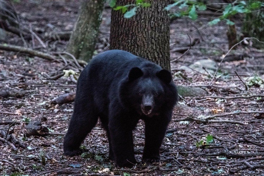 Photograph by Ranjith Kumar