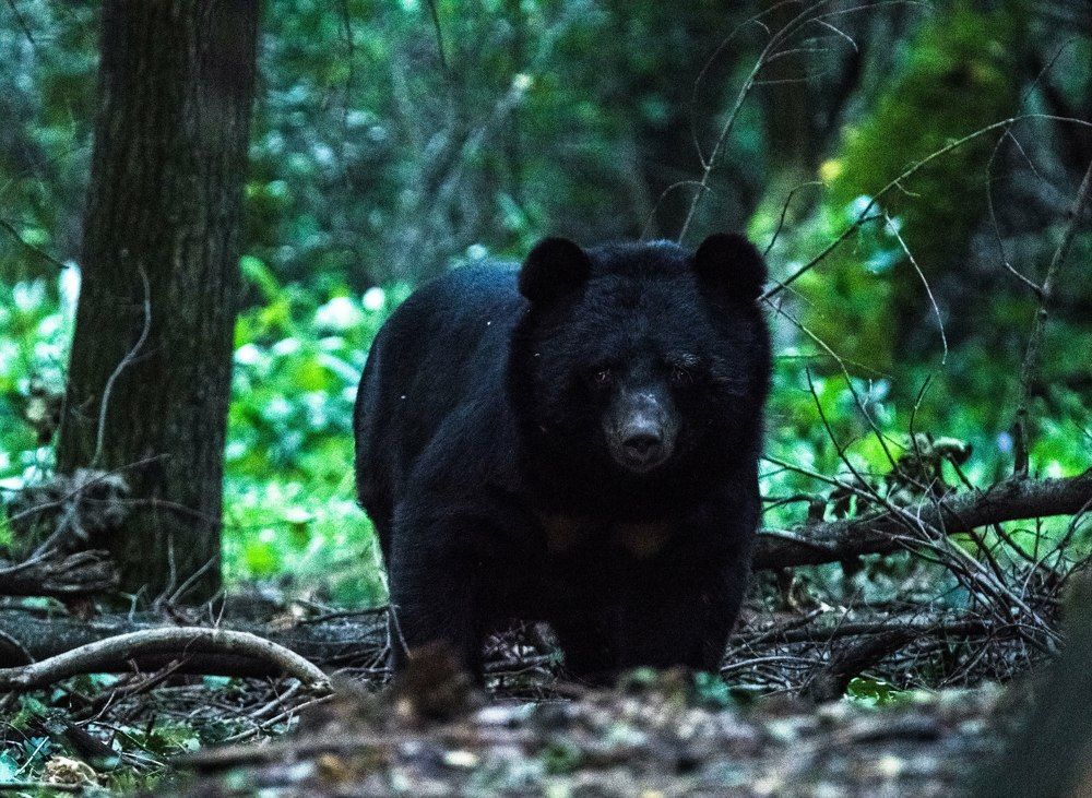 Photograph by Ranjith Kumar