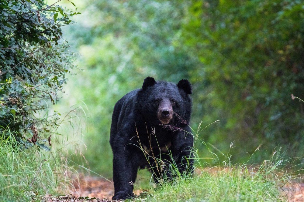 Photograph by Ranjith Kumar