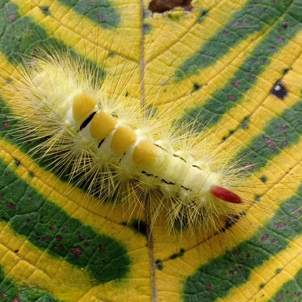 Redtail Caterpillar