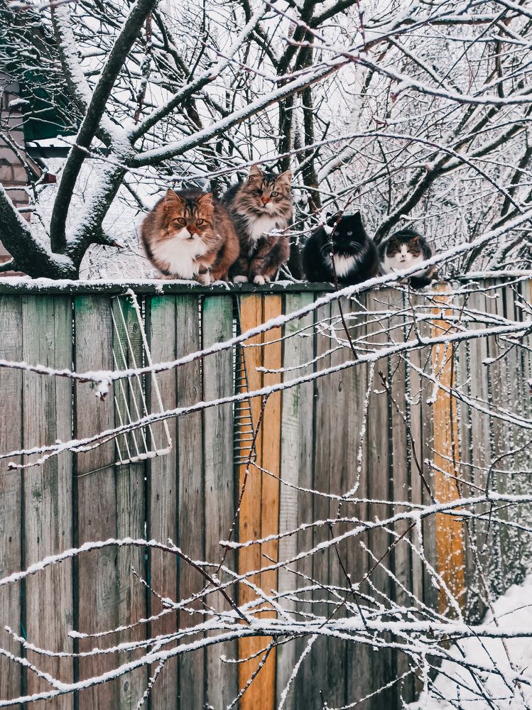 Фотография автора Алина Кулыгина