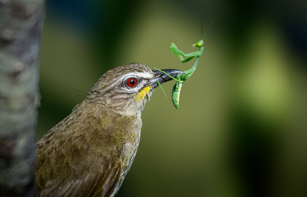 Praying for his life