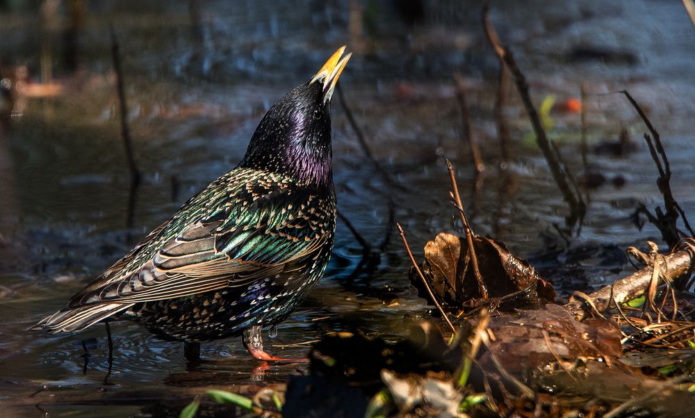 Photograph by Владимир Безбородов