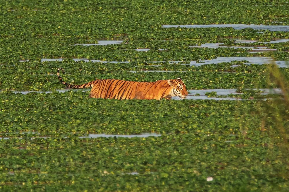 Photograph by Pinak Paul