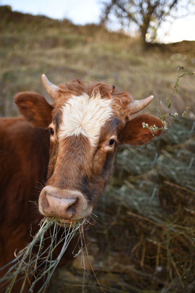 Photograph by Анна Новосельцева